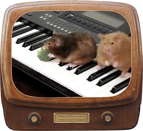 Hamsters Can't Play The Piano Video