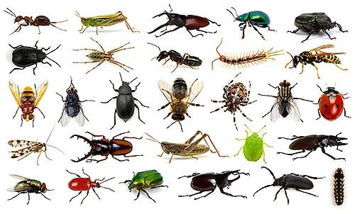 They're Just Bugs!