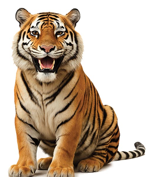 BAG O' Tigers, A
