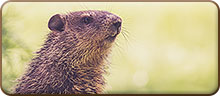 Groundhog Day button