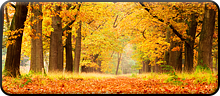 Featured Resources for Autumn