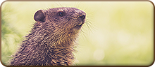 Groundhog Day