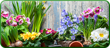 Spring