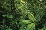 Rain Forest Daydream - Downloadable Recorder Single