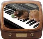 Hamsters Can't Play The Piano Video - MP4 Download cover