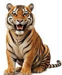 BAG O' Tigers, A cover